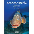 Yaayan Deniz Naviga Yaynlar
