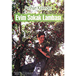 Evim Sokak Lambas Pencere Yaynlar