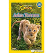 Aslan Yavrusu National Geographic Kids