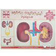 lkretim 7. Snf Eitim Destekisi Bbrek Boaltm Sistemi Barsak 3X80 Puzzle Gordion