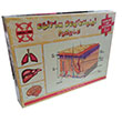 lkretim 7. Snf Eitim Destekisi Deri Akcier Karacier Beyin 2X90+2X80 Puzzle Gordion
