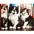 Ktphanedeki Kediler 1000 li Puzzle 68x48 Keskin Color