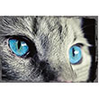Kedi Gz Poster Melisa Poster